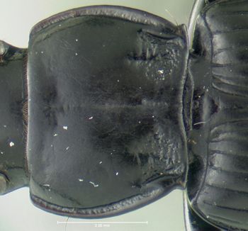 Media type: image;   Entomology 600404 Aspect: pronotum dorsal